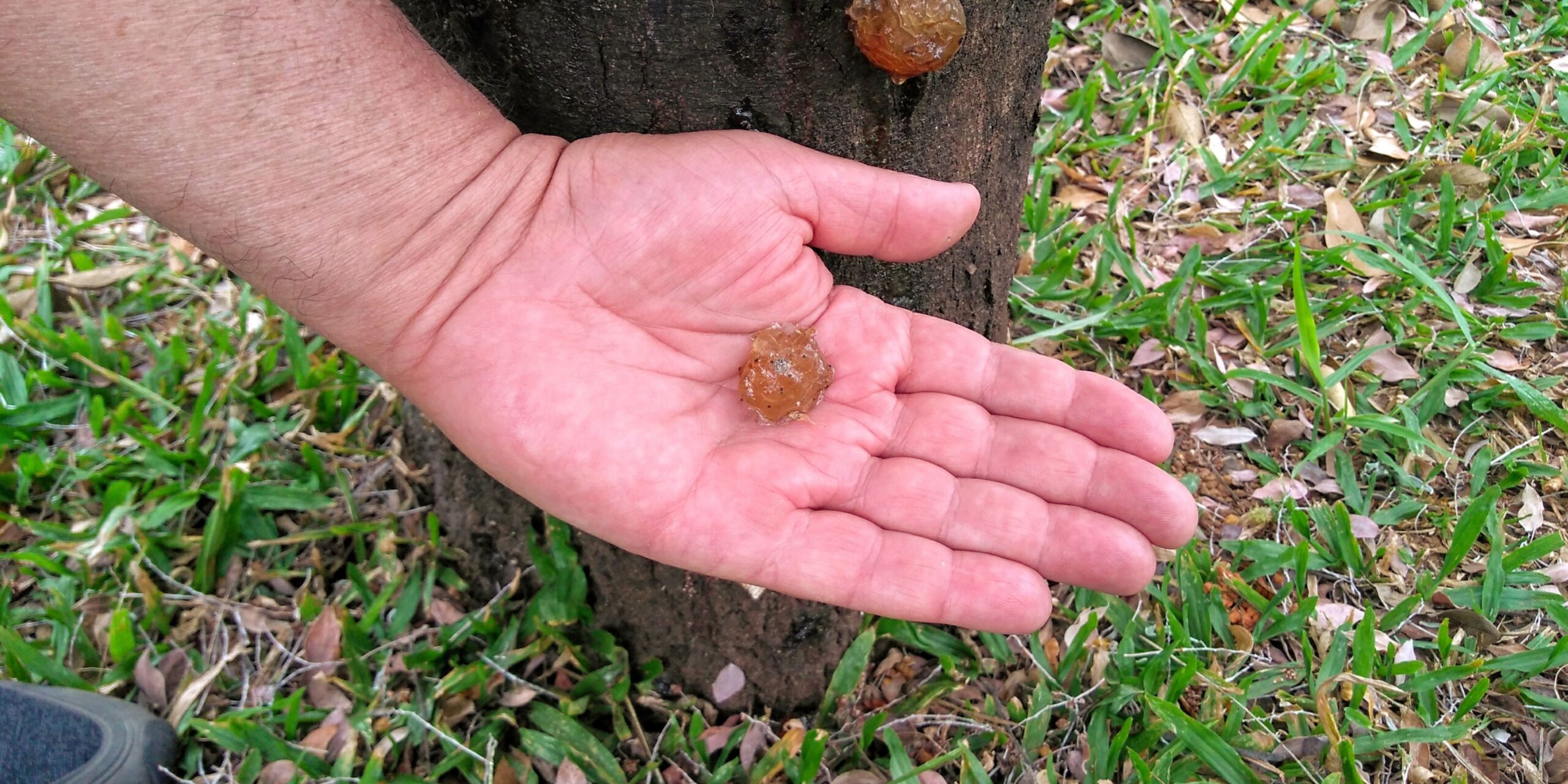 How To Remove Tree Sap From Anything
