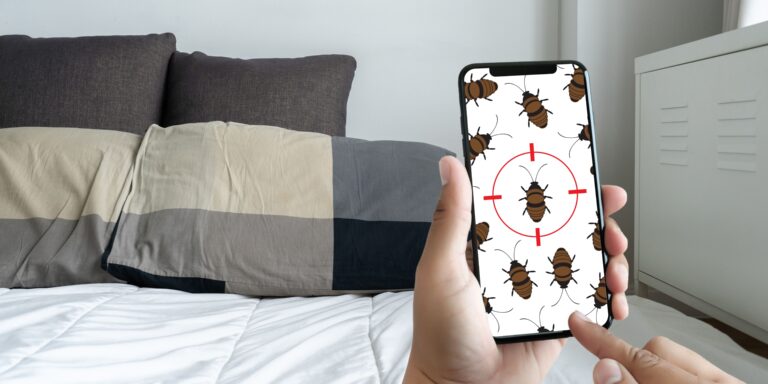 What To Do If Your Clothes Have Been Infested With Bedbugs