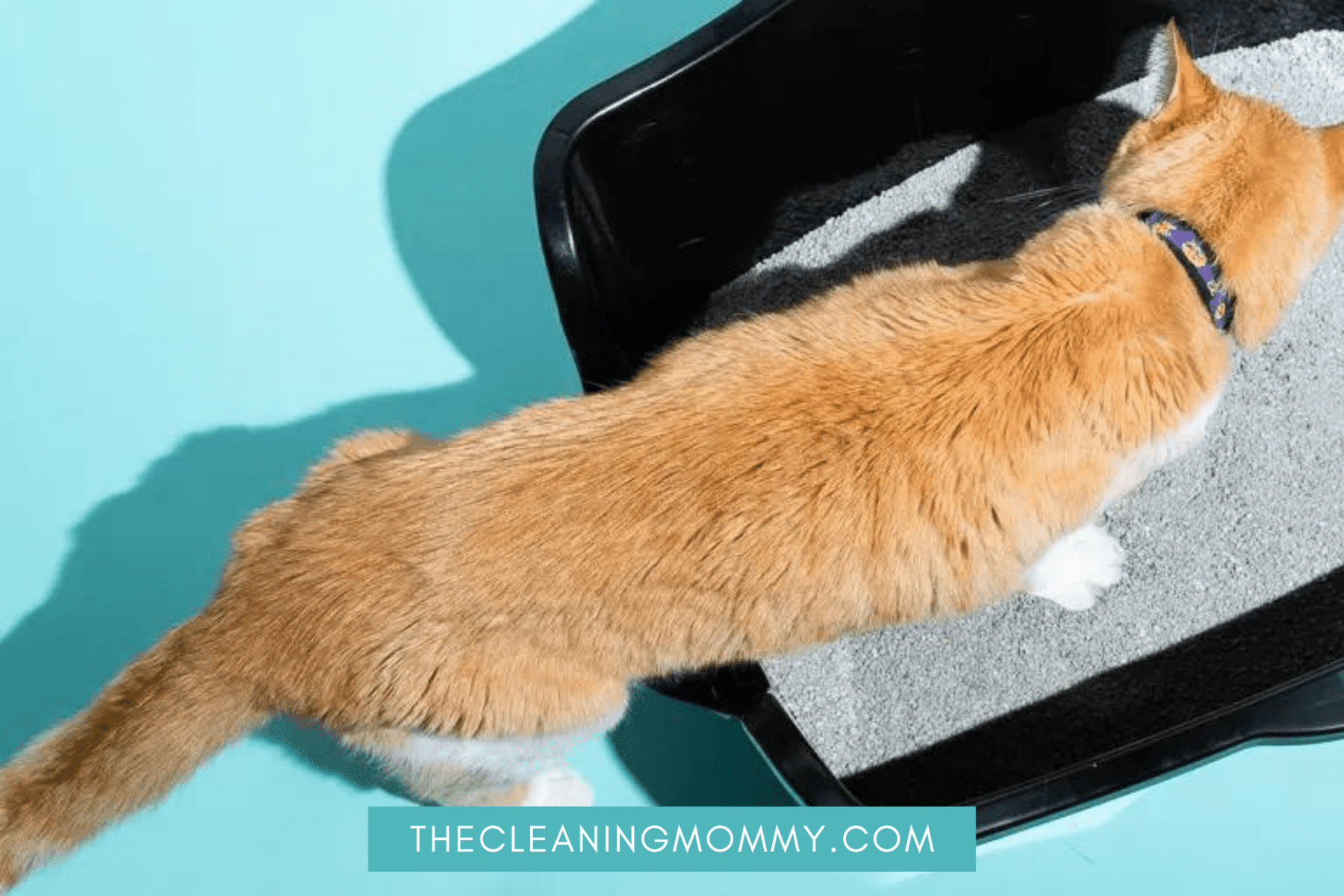 Ginger cat getting into litter box