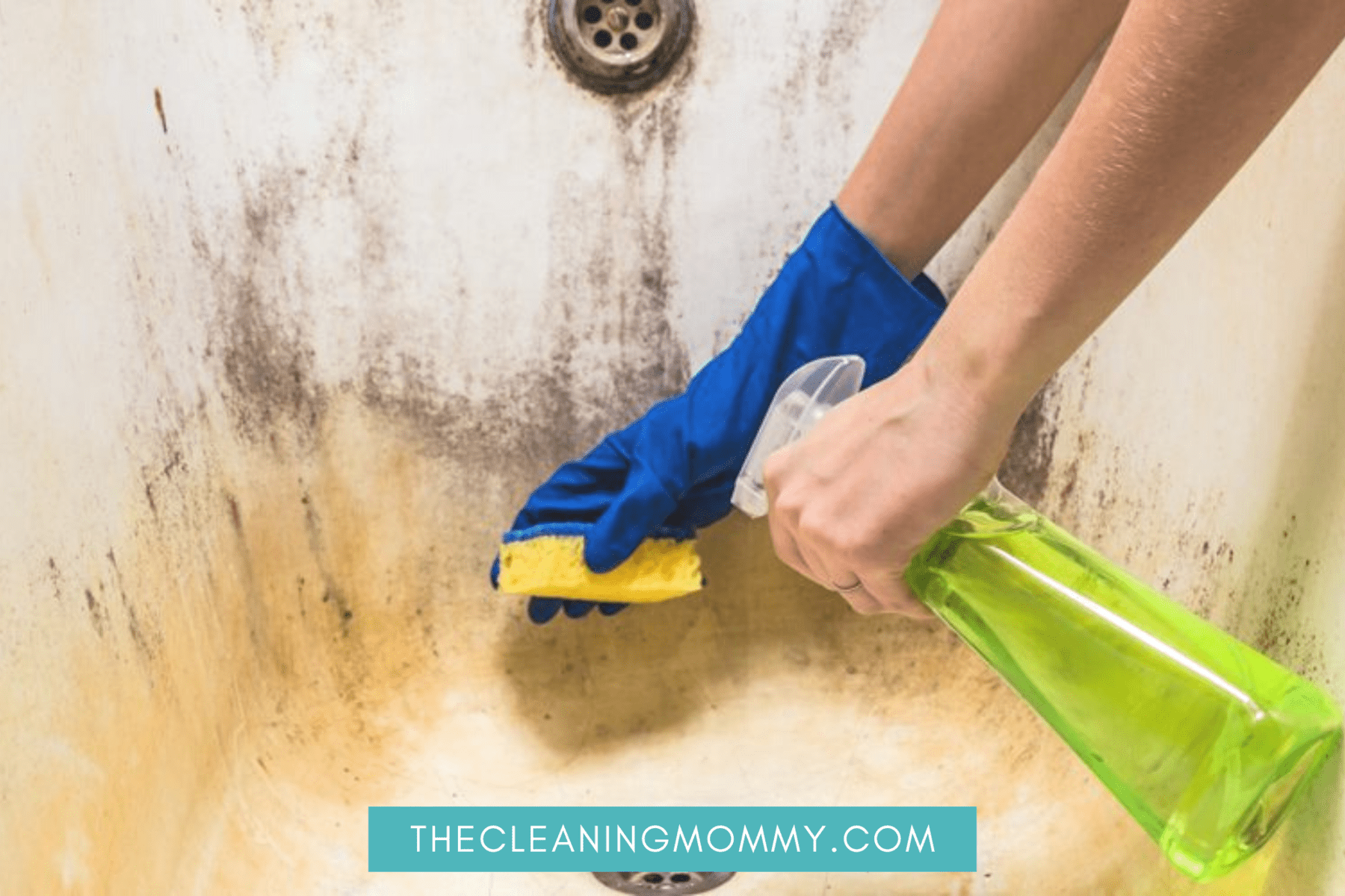 Cleaning a dirty bathtub with blue gloves and yellow sponge