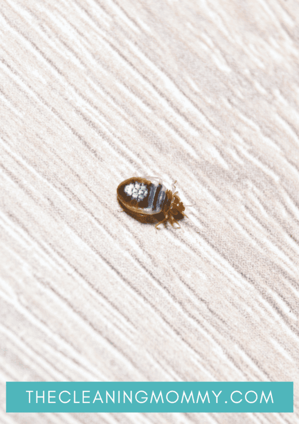 Disgusting bed bug on white carpet