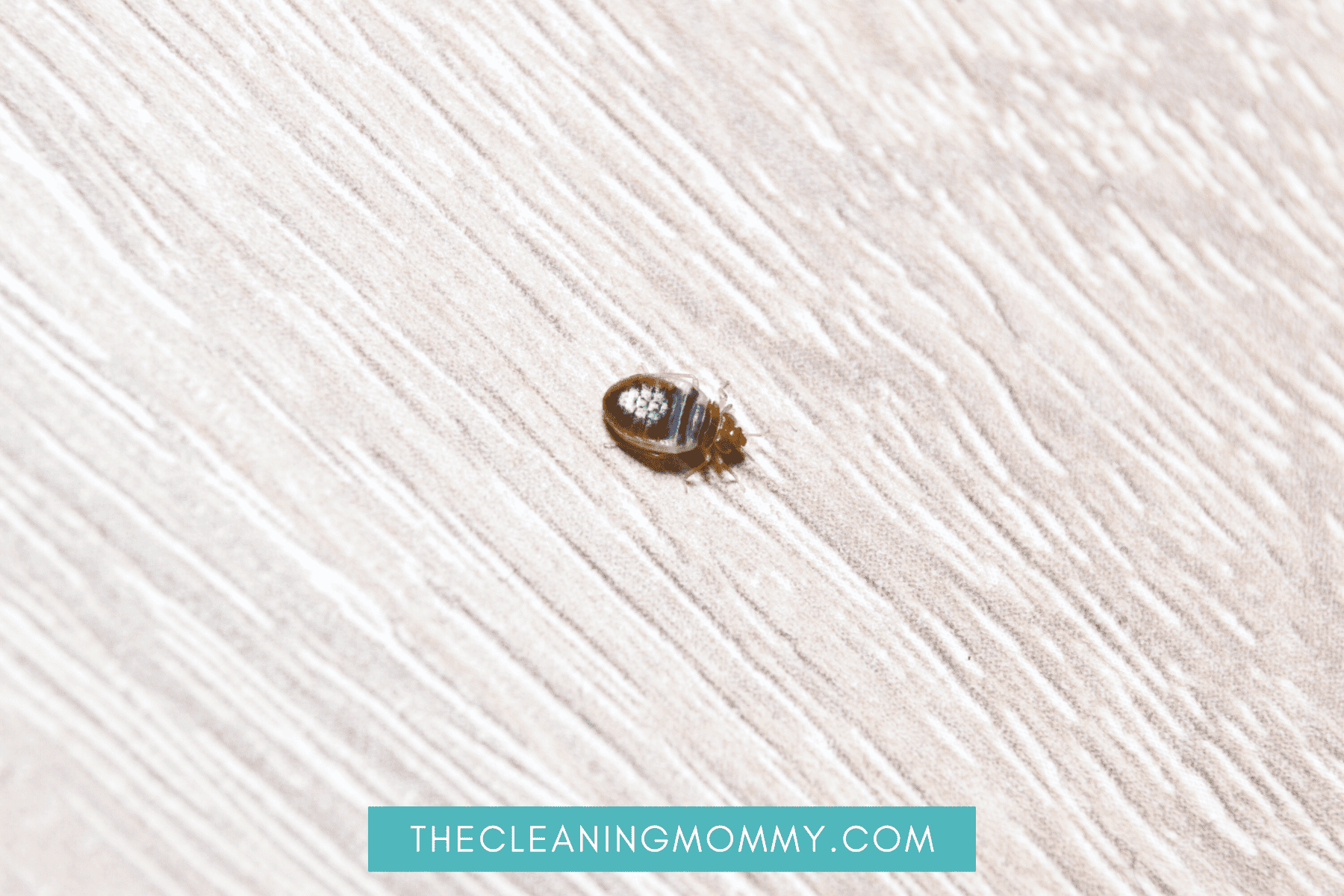 Disgusting bed bug on white carpet