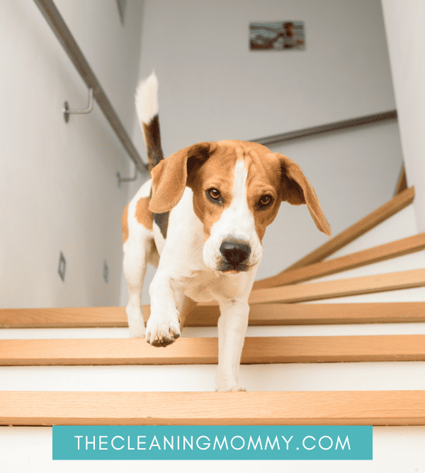 How to Keep a Clean House With Dogs (10 Epic Ways)