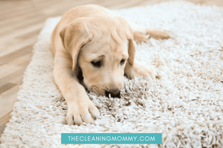 How to Keep a Clean House With Dogs (10 Epic Ways) - The Cleaning Mommy